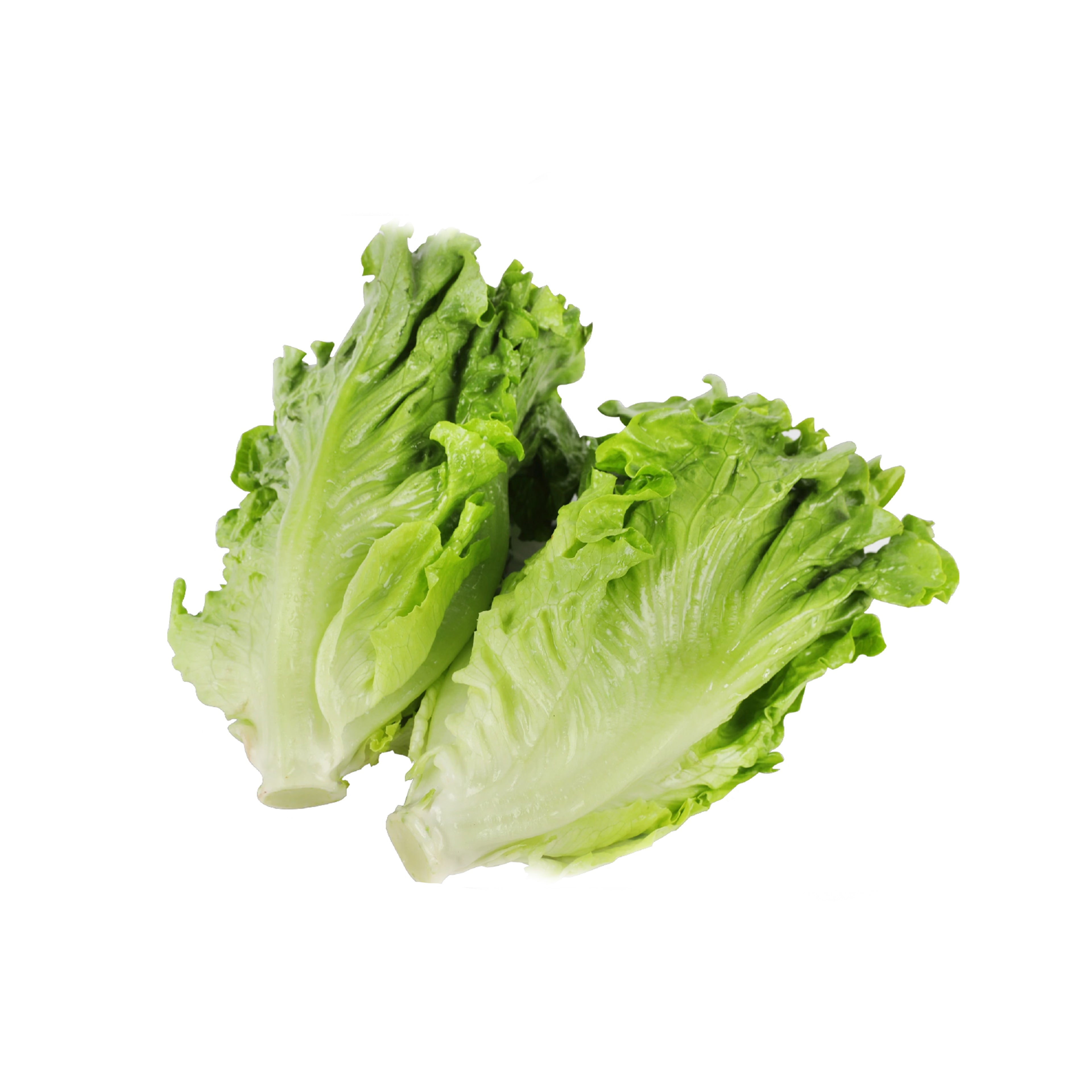 LETTUCE ROMAINE 罗曼生菜 PKT